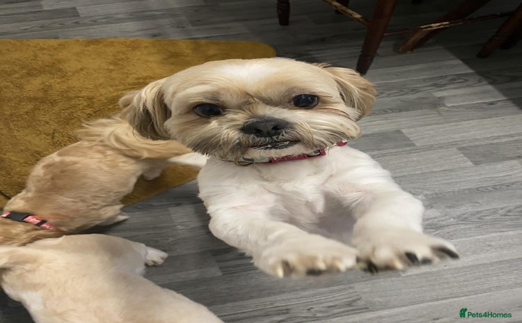 Shih Tzu dogs for sale in Leicester - Advert 4