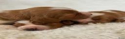 Welsh Springer Spaniel dogs for sale: KC Reg Welsh Springer Spaniels Fully Health Tested - Advert 10