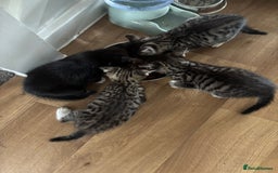 Mixed Breed cats for sale: Kittens ready for their new homes - Image 16
