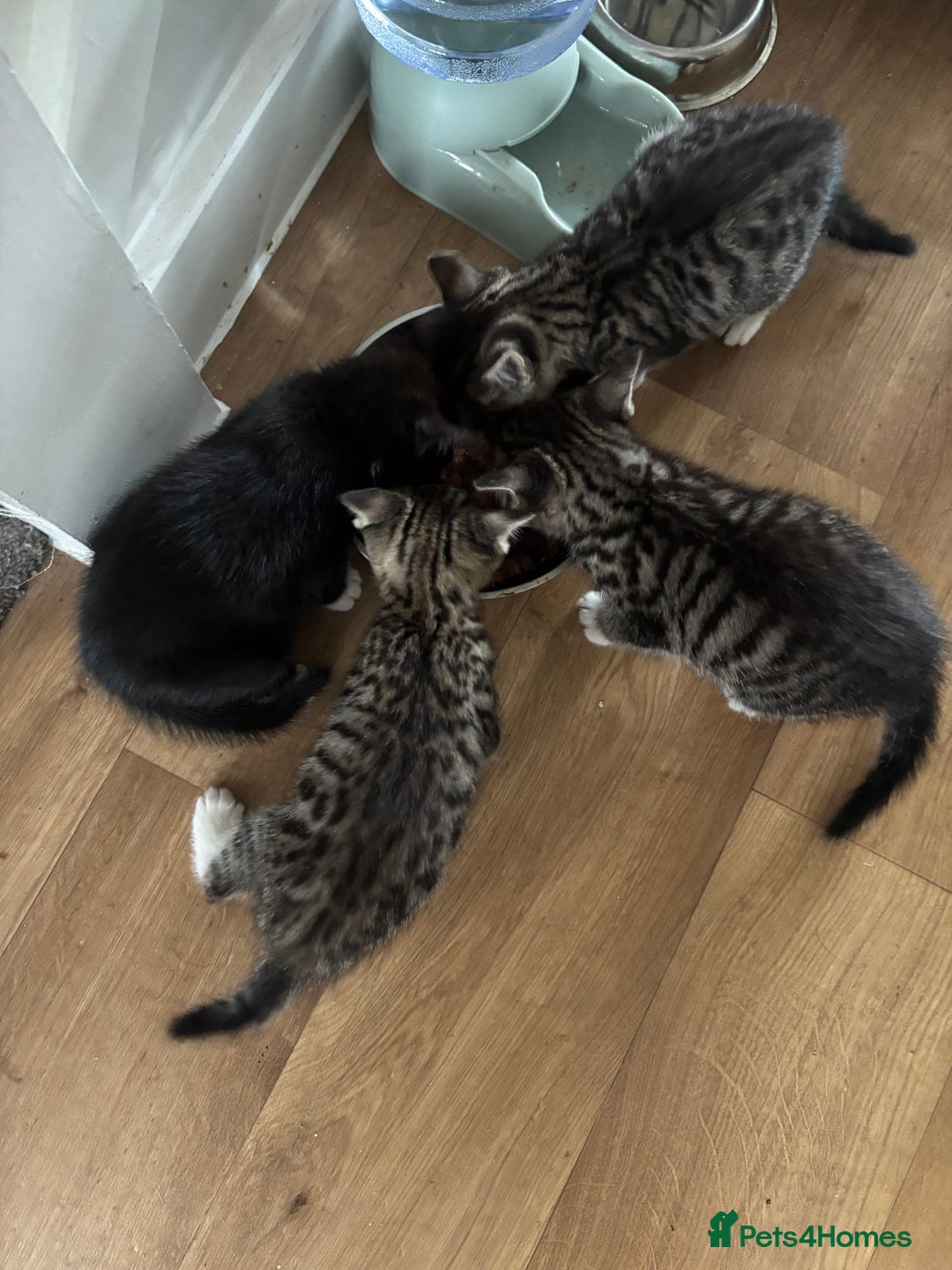 Mixed Breed cats for sale: Kittens ready for their new homes - Image 16