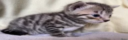 Mixed Breed cats for sale: Mixed Kittens - Some are Bengal Mix  in Brighton - Advert 6