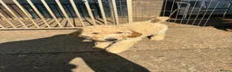 Miniature Poodle dogs for sale: Moyen Poodle puppies *READY NOW* - Advert 6