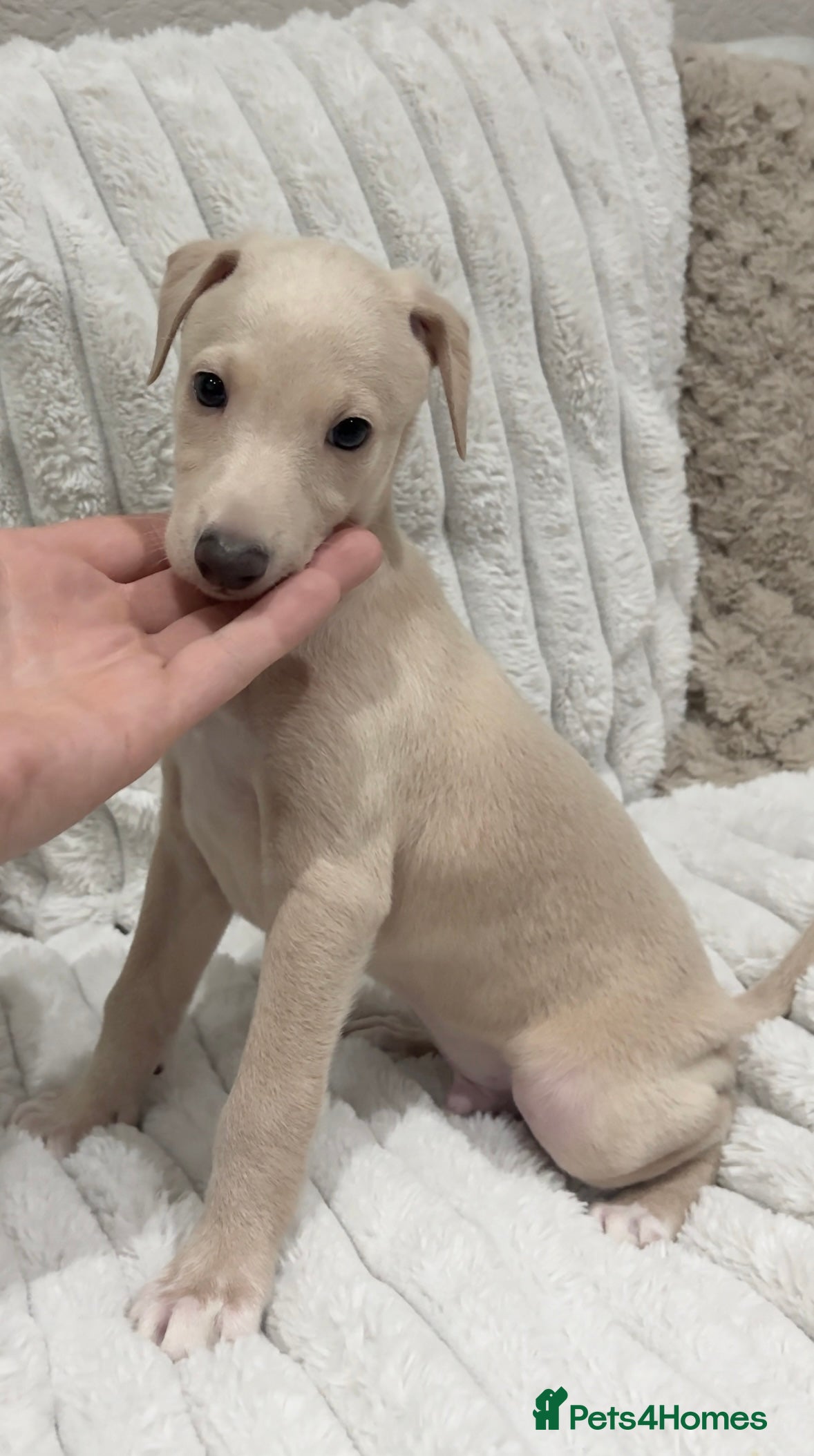 Italian Greyhound dogs Exceptionally Well-Bred Italian Greyhound Puppies - Advert 5