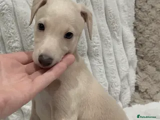 Italian Greyhound dogs Exceptionally Well-Bred Italian Greyhound Puppies - Advert 5