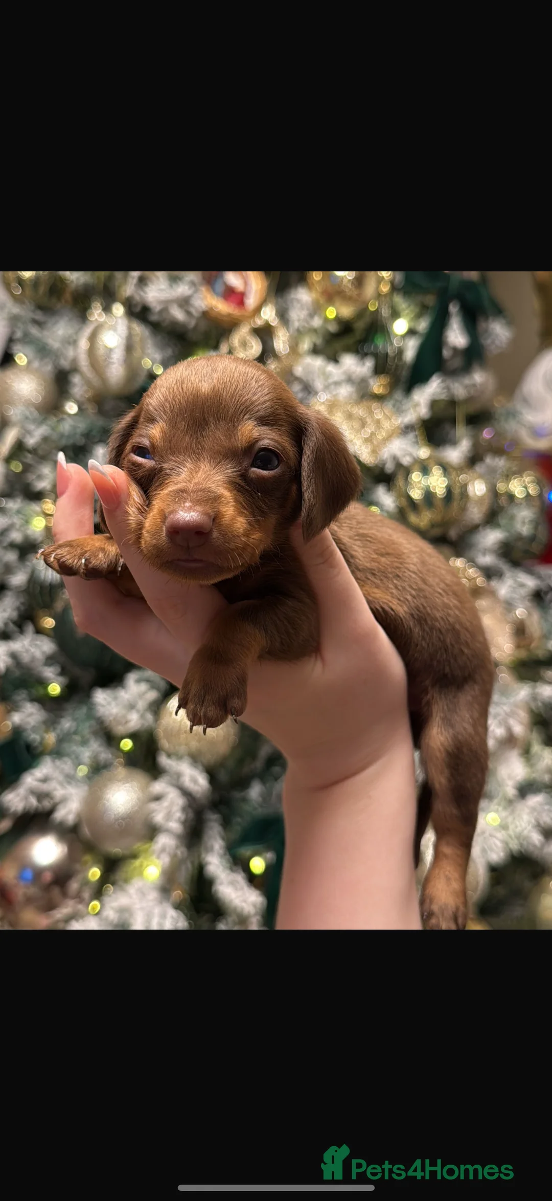 Dachshund dogs for sale: True To Type Miniture Dachshund Puppies  - Advert 9