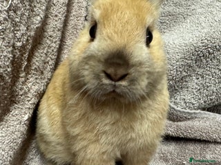 Netherland Dwarf rabbits - Advert 1