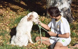 English Setter dogs for adoption: Boss  - Image 9