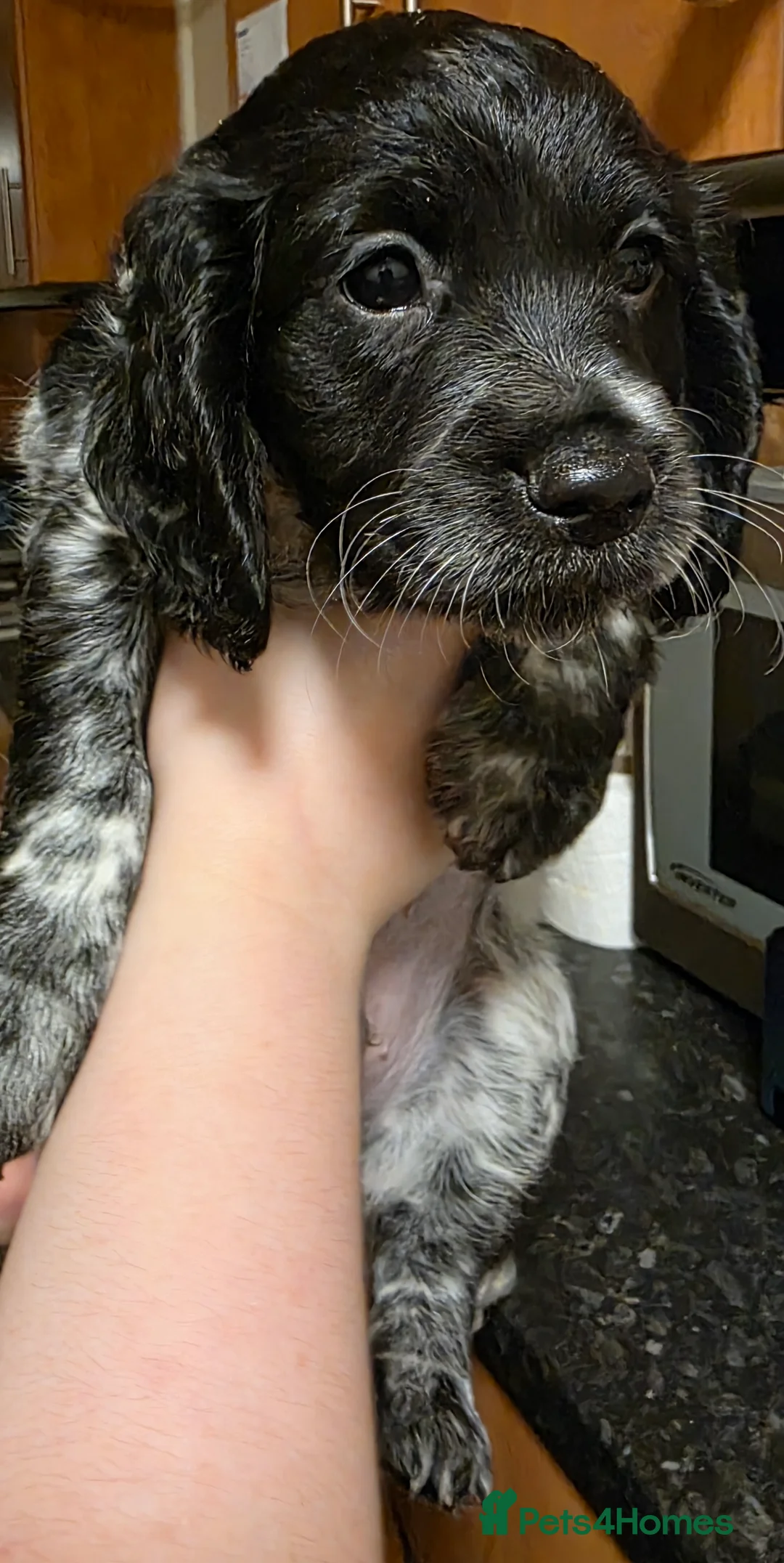 Cockapoo dogs for sale: The Magnificent fully-vaccinated Seven  in Romford - Advert 10