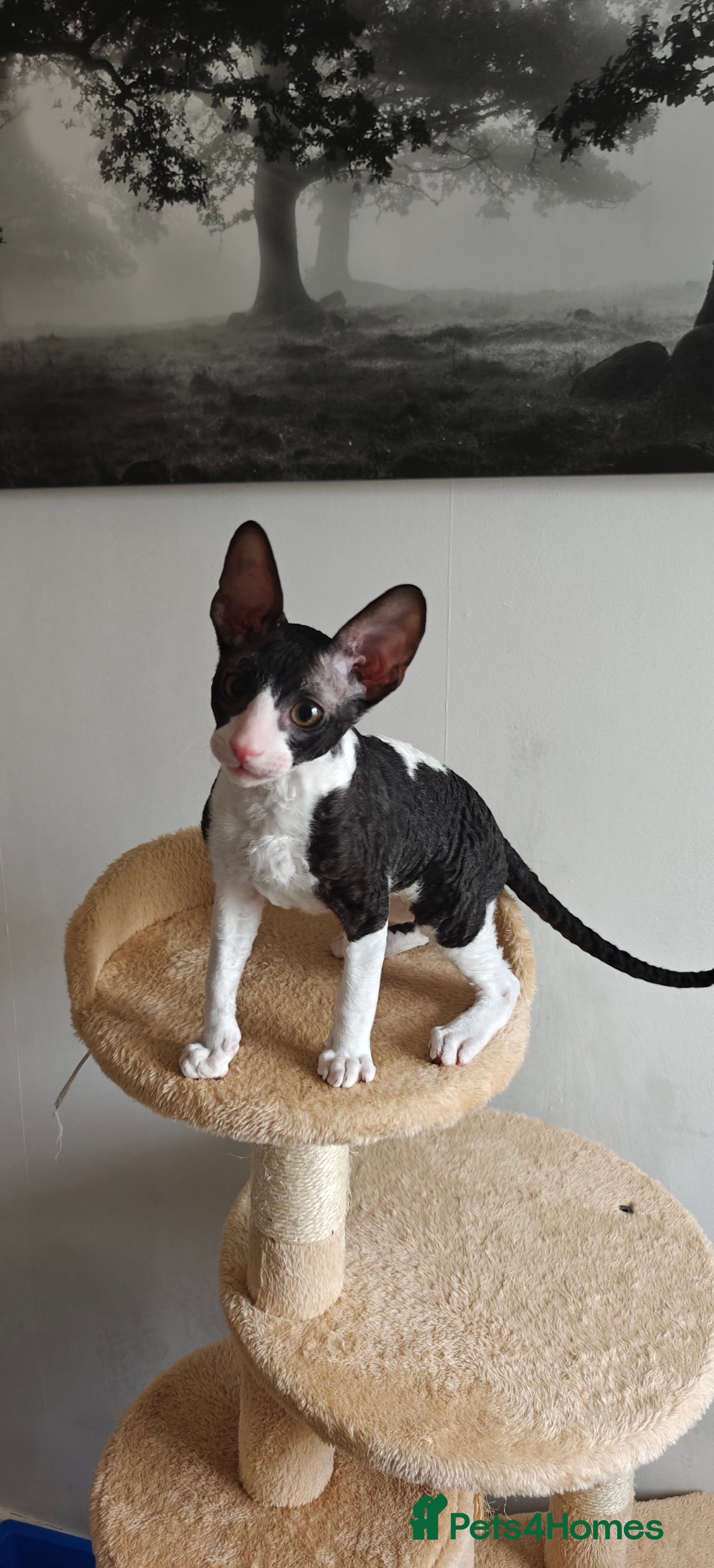 Cornish Rex cats Cornish Rex kitten  - Advert 1