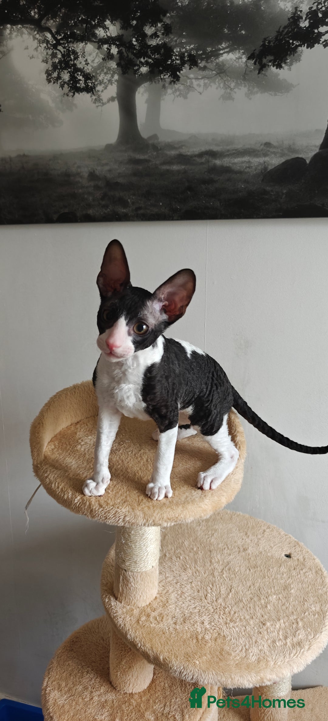 Cornish Rex cats for sale: Cornish Rex kitten  - Advert 1