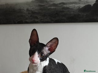 Cornish Rex cats Cornish Rex kitten - Advert 2