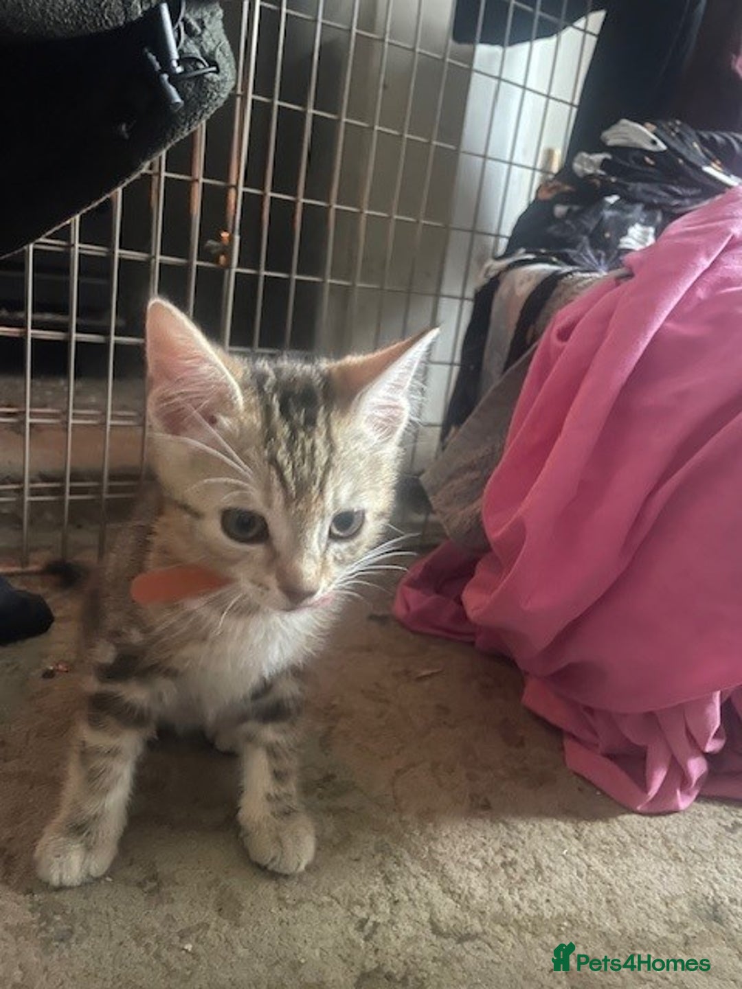 Domestic Shorthair cats for sale: Tabby & Ginger Kittens - Image 2