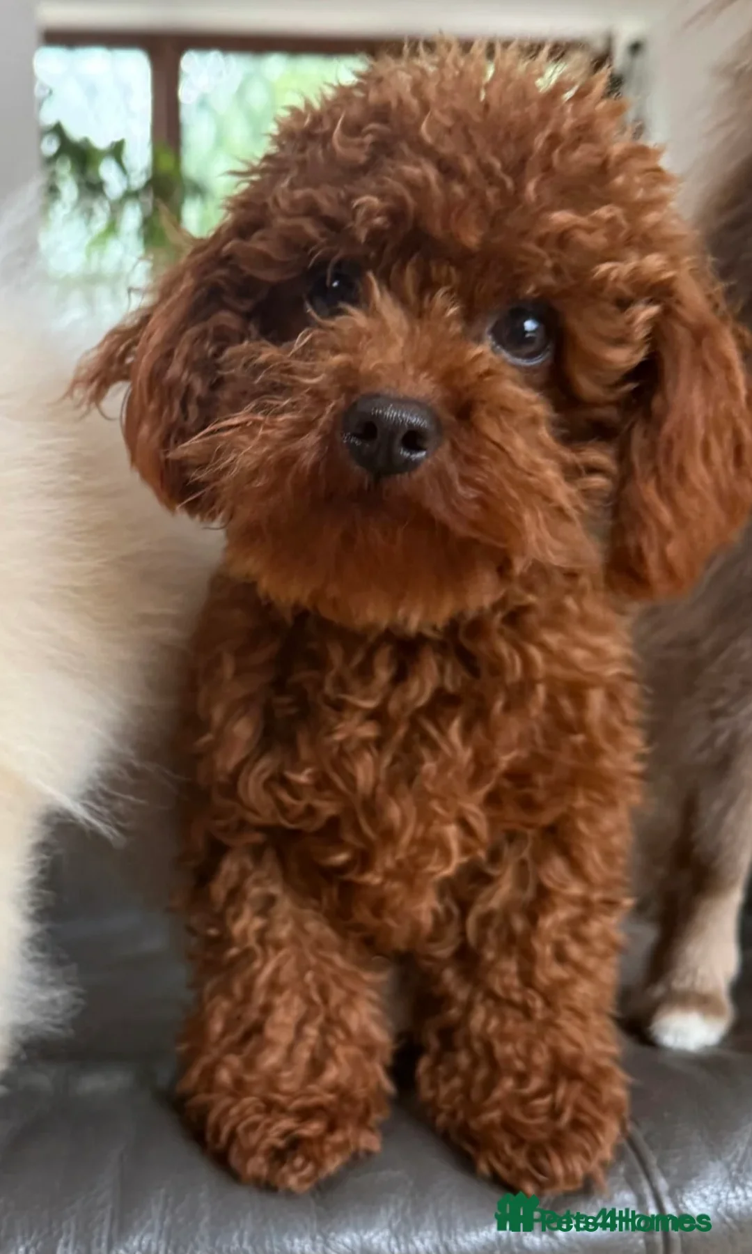 Maltipoo dogs for sale: 1 Stunning Male Maltipoo Puppy For Sale - Advert 5