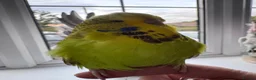 Budgerigars birds for sale: Super Tame Stunning Female Exhibition Budgie  - Advert 2