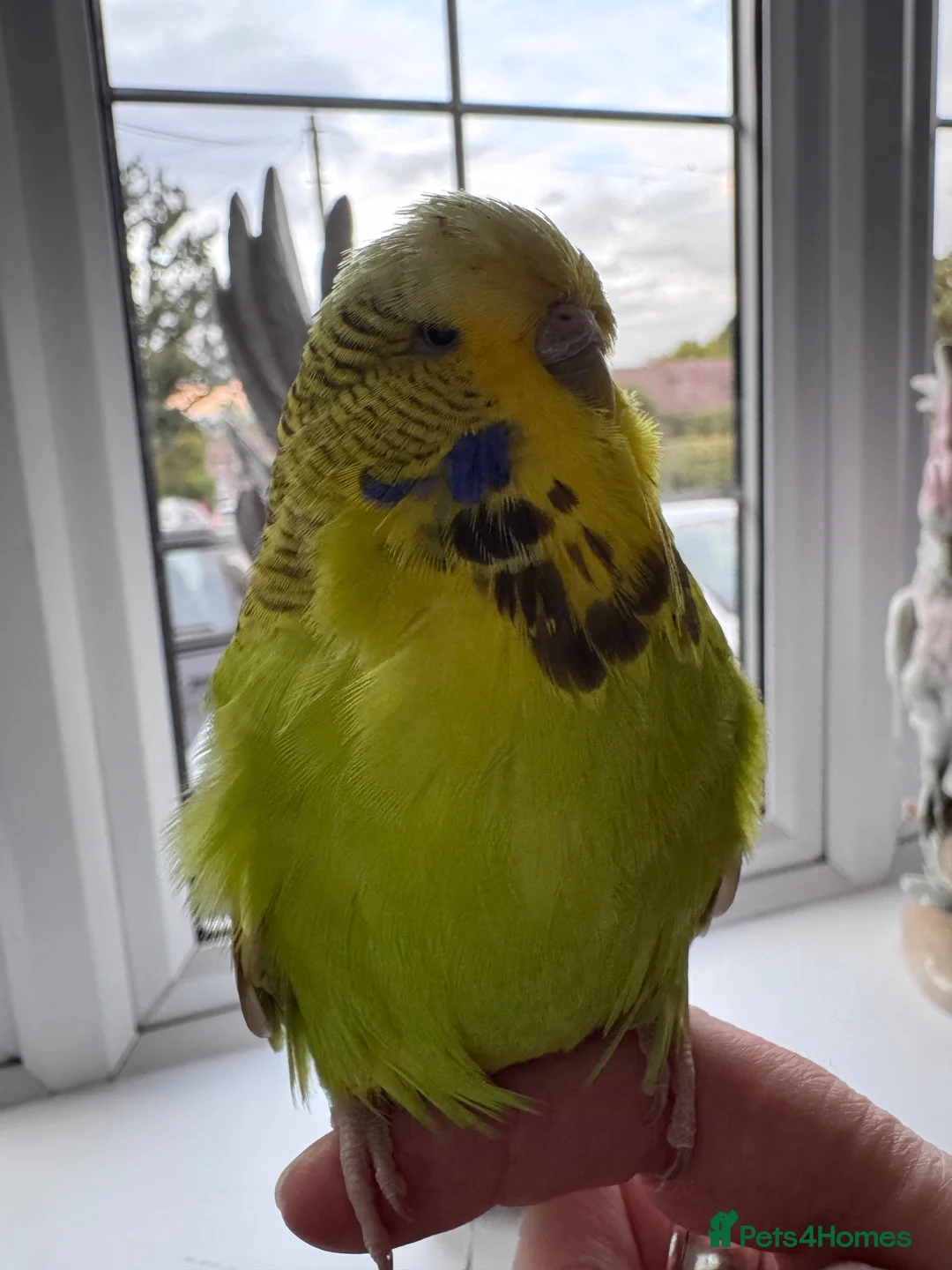 Budgerigars birds for sale: Super Tame Stunning Female Exhibition Budgie  - Advert 2