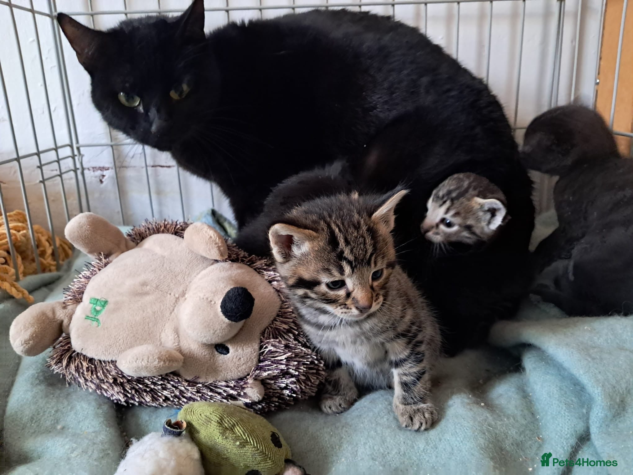 Mixed Breed cats Mixed breed kittens  - Advert 1