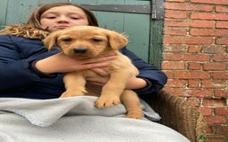 Labrador Retriever dogs for sale: Labrador puppies for sale 🐶 - Image 1