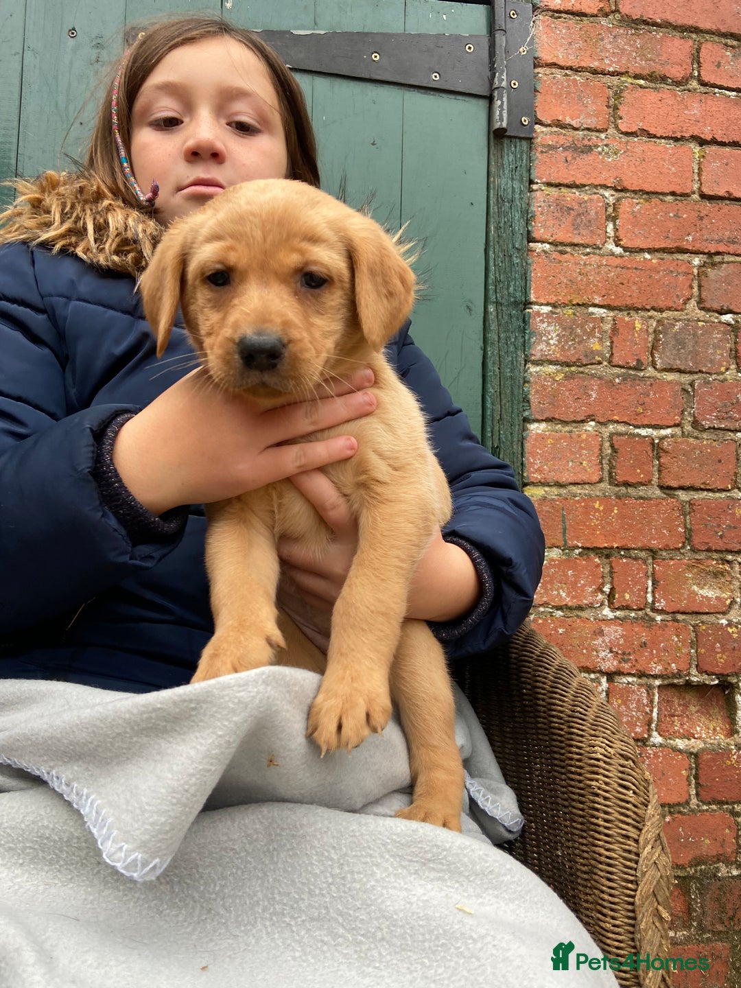 Labrador Retriever dogs for sale: Labrador puppies for sale 🐶 - Image 1