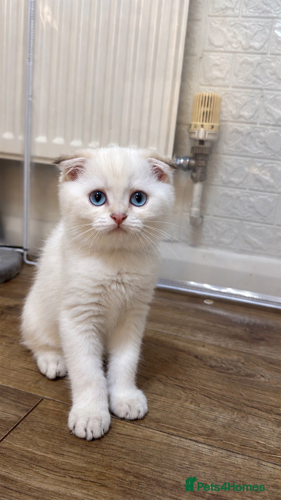 Scottish Fold cats Four Little Snowflakes with Unreal Blue Eyes  - Advert 15
