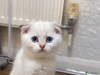 Scottish Fold cats Four Little Snowflakes with Unreal Blue Eyes - Advert 15