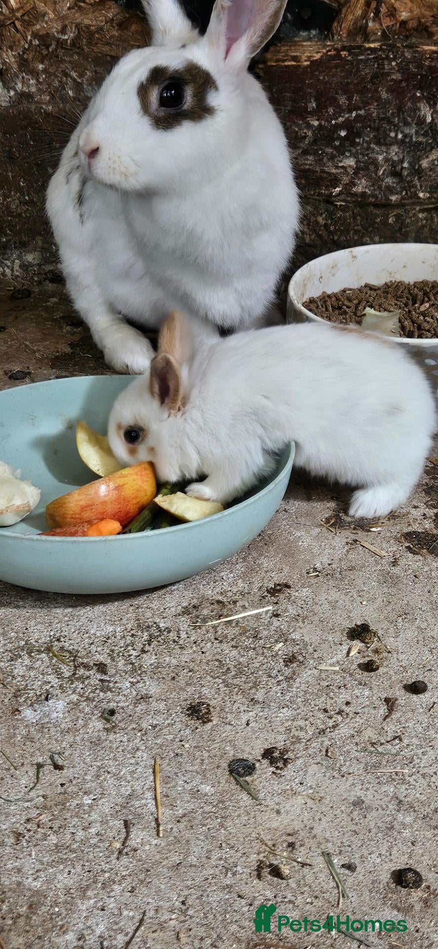 Mixed Breed rabbits My baby rabbits are toilet trained.🥰 - Advert 1
