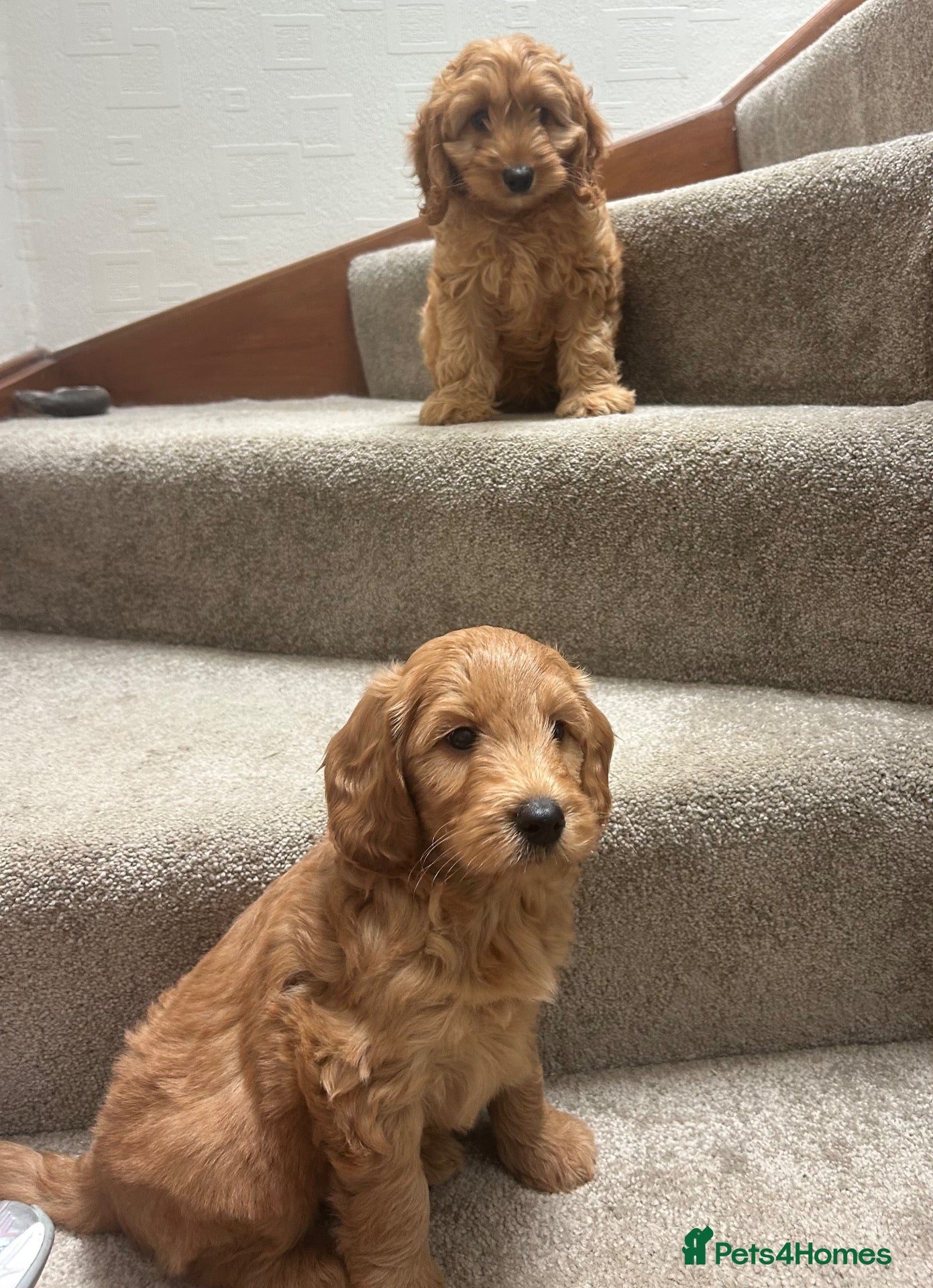 Mini Goldendoodle dogs Miniature Goldendoodle - Advert 1