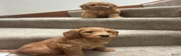 Mini Goldendoodle dogs for sale: Miniature Goldendoodle in Paisley - Advert 1