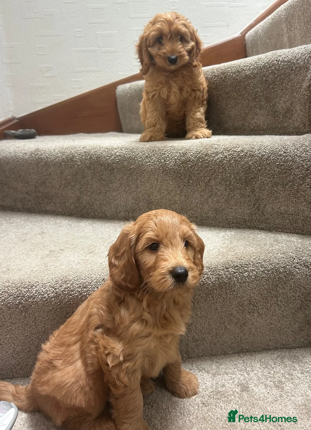 Mini Goldendoodle dogs for sale: Miniature Goldendoodle in Paisley - Advert 1