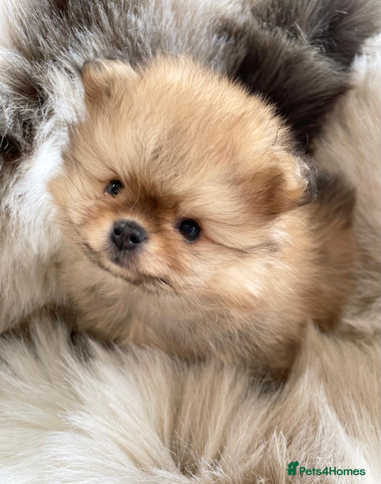 Pomeranian dogs TOP QUALITY KC TINY POMERANIAN PUPPIES AVAILABLE  - Advert 4