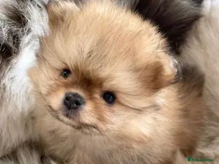 Pomeranian dogs TOP QUALITY KC TINY POMERANIAN PUPPIES AVAILABLE - Advert 4