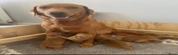 Labrador Retriever dogs for sale: KC registered stunning fox red Labrador puppies   in Llandrindod Wells - Advert 14