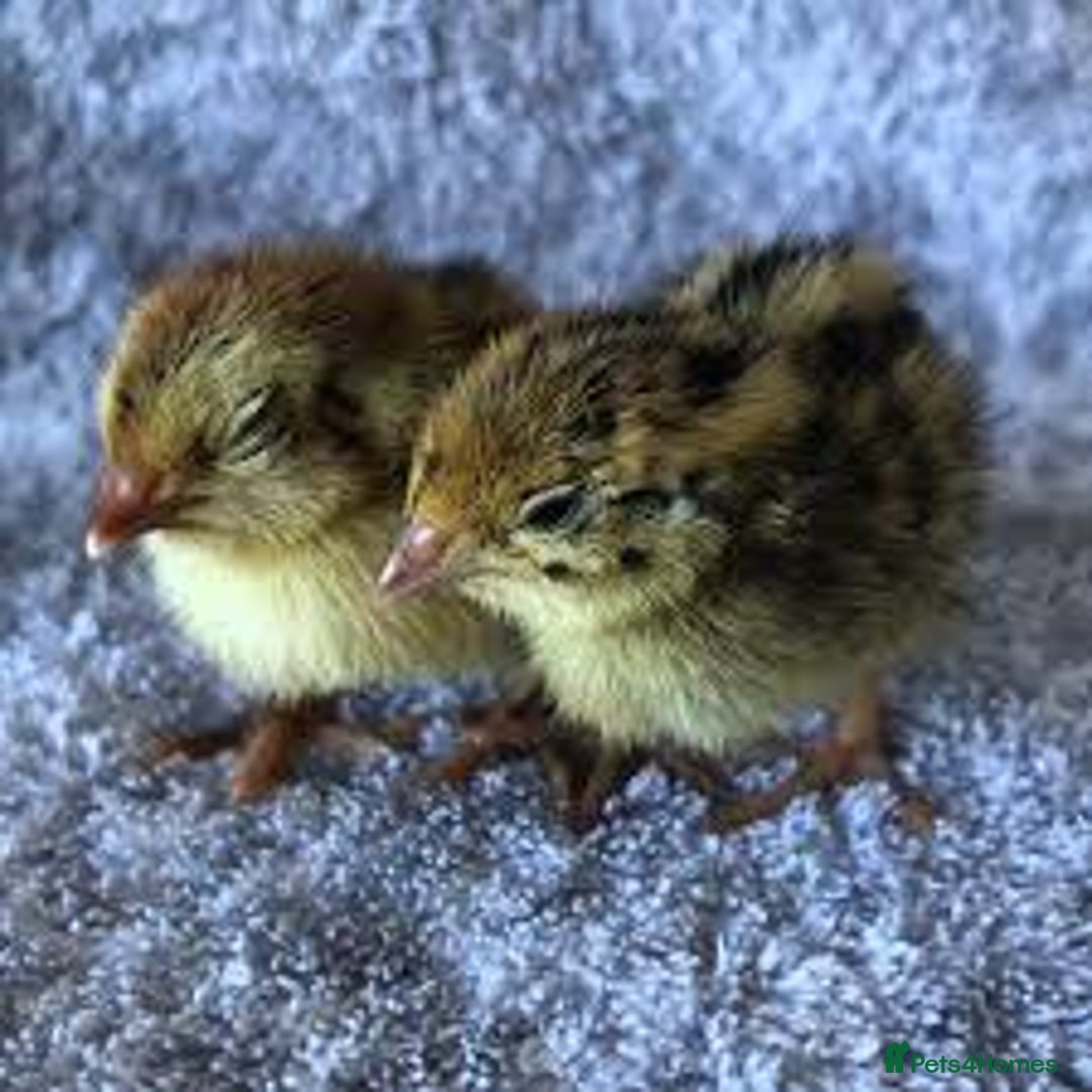 Mixed Breed birds for sale: Quails  - Image 6