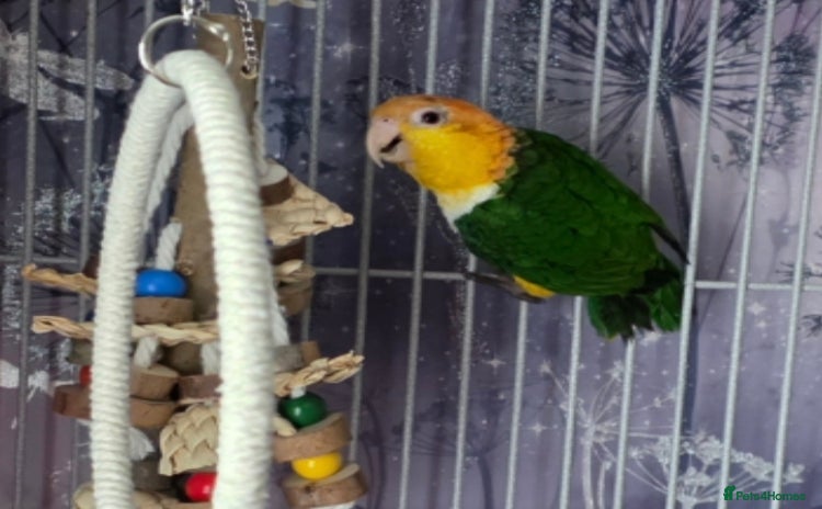 Parrots birds Female yellow thigh caique  - Advert 1