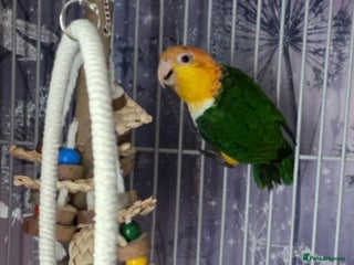 Parrots birds Female yellow thigh caique - Advert 1