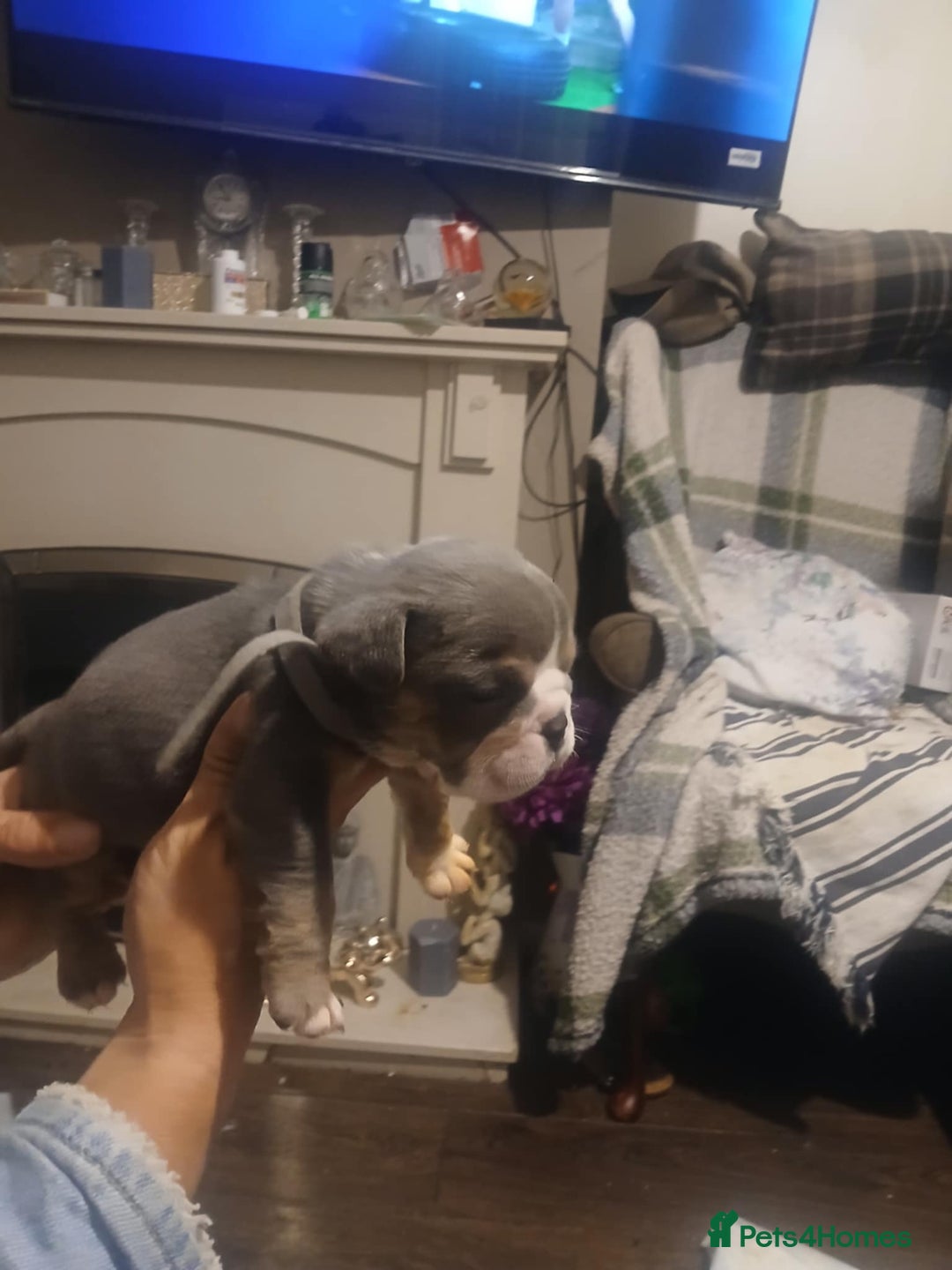 Olde English Bulldogge dogs for sale: Beautiful Litter OLDE ENGLISH BULLDOG  - Image 8