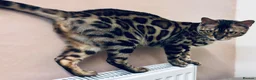 Bengal cats for sale: Two Beautiful Bengal Females  in Liverpool - Advert 12
