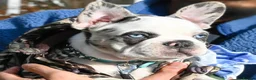 French Bulldog dogs for stud: 7 panel health clear🩺 KOITASTIC🎏 - Advert 8