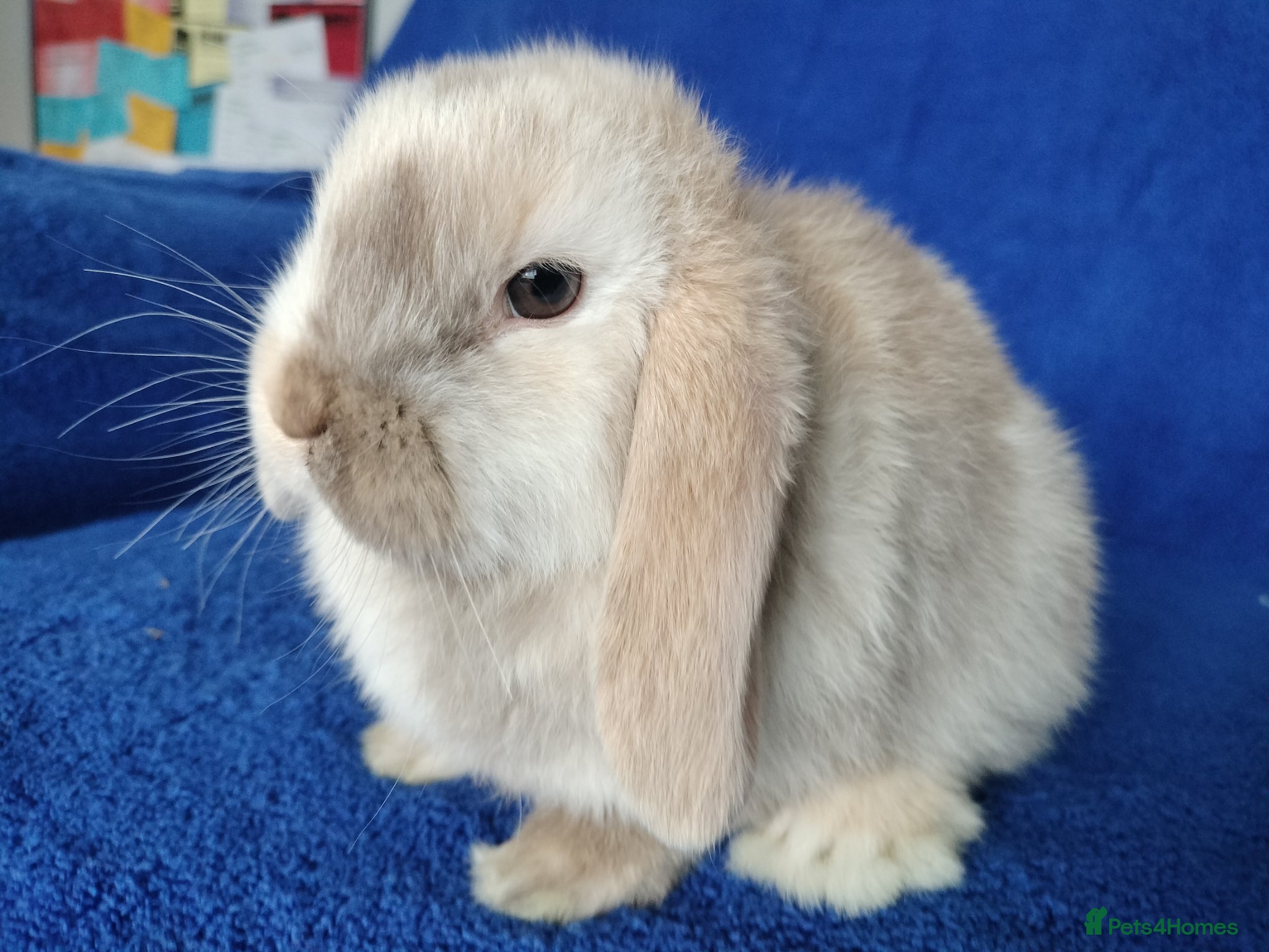 Mini Lop rabbits Baby mini lops for sale  - Advert 15