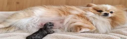 Pomeranian dogs for sale: Beautiful Silver Merle Pom Girl with Blue Eye - Advert 7