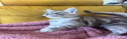 Maine Coon cats for sale: One beautiful boy remaining - Advert 13