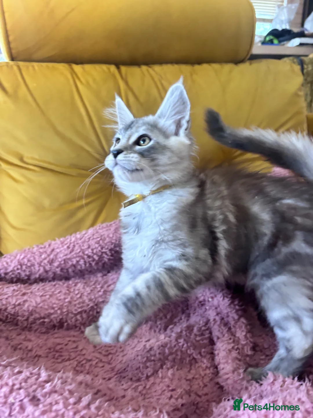 Maine Coon cats for sale: One beautiful boy remaining - Advert 13