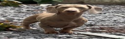 Miniature Dachshund dogs for stud: Isabella and Tan miniature dachshund for stud - Advert 10