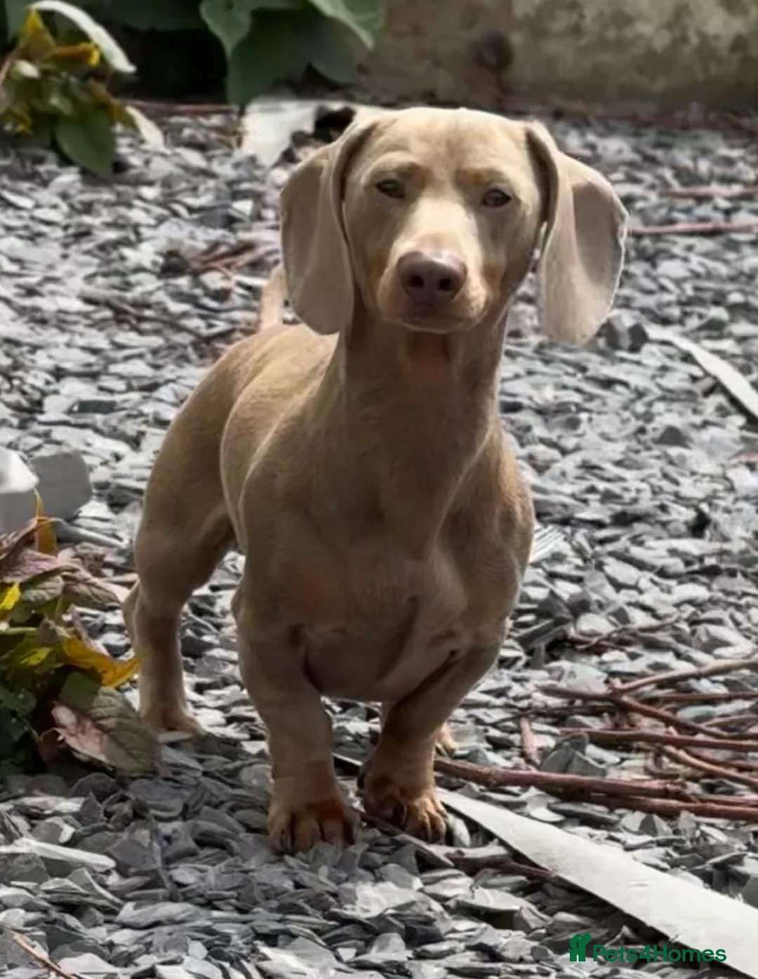 Miniature Dachshund dogs for stud: Isabella and Tan miniature dachshund for stud - Advert 2