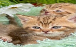 British Shorthair cats for sale: Stunning British shorthair - Image 15
