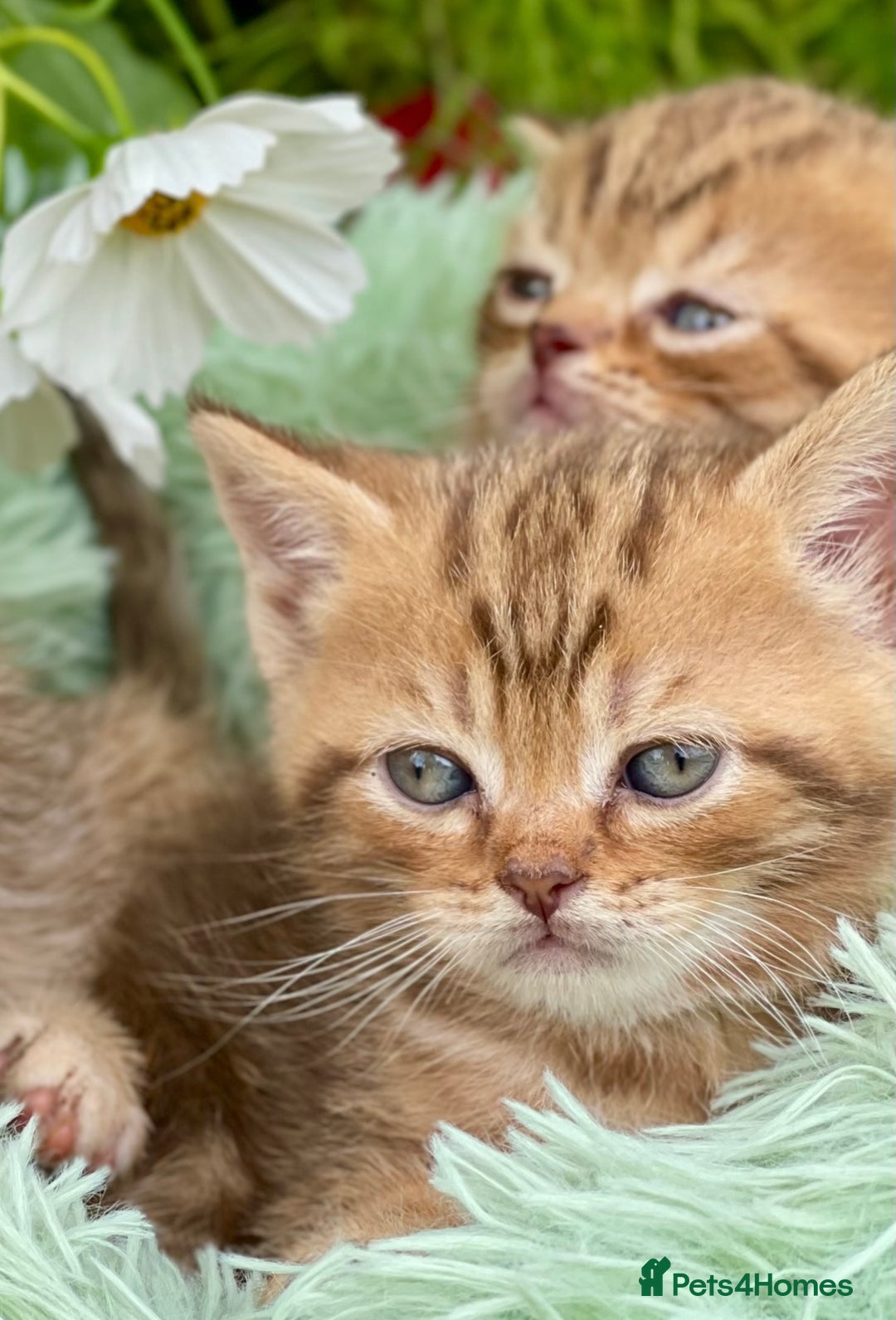 British Shorthair cats for sale: Stunning British shorthair - Image 15