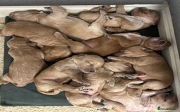 Cockapoo dogs for sale: F2 cockapoo’s for sale! 🌟  - Advert 11