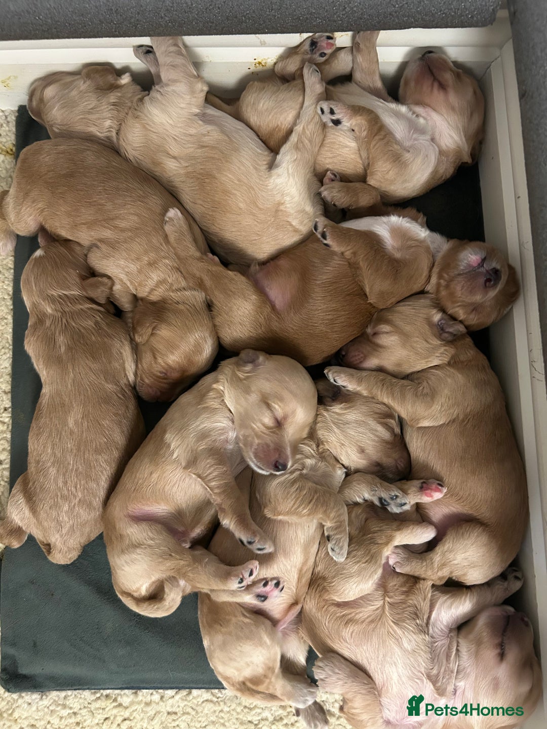 Cockapoo dogs for sale: F2 cockapoo’s for sale! 🌟  - Advert 11