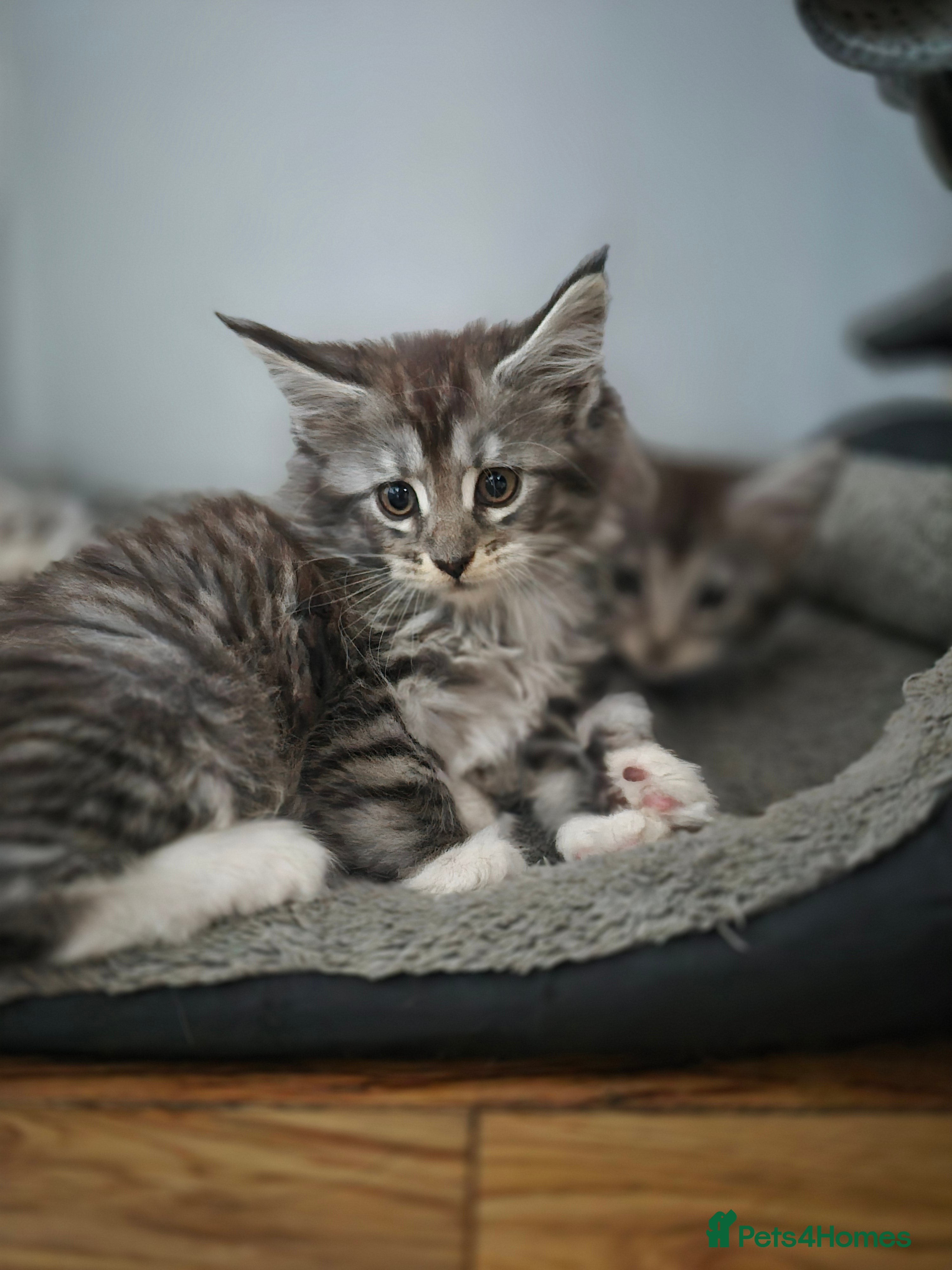 Maine Coon cats Beautiful Maine coon kitten girls  - Advert 2