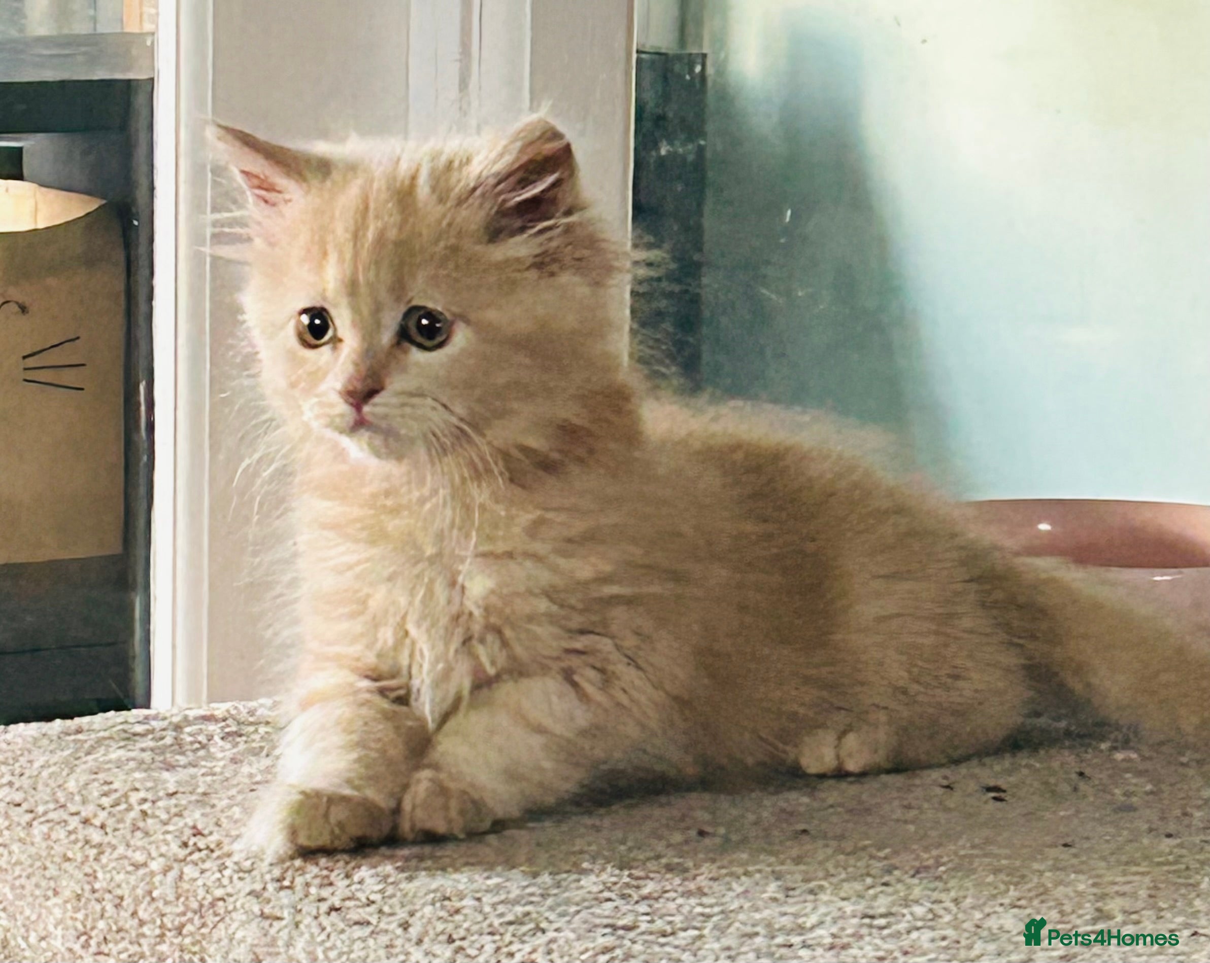 Maine Coon cats Mainecoon kittens  - Advert 16