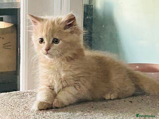 Maine Coon cats Mainecoon kittens - Advert 8